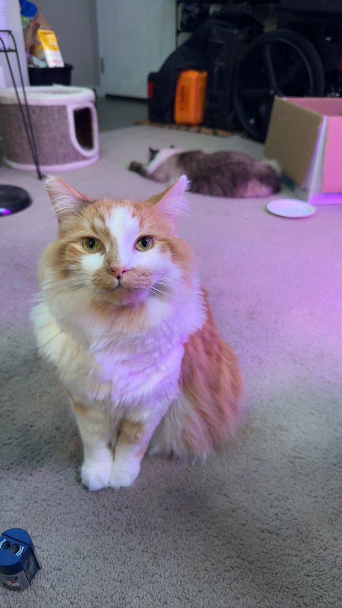 I am obsessed with my orange cat just as much as he’s obsessed with me (he’s been staring at me like this for 10 minutes now)