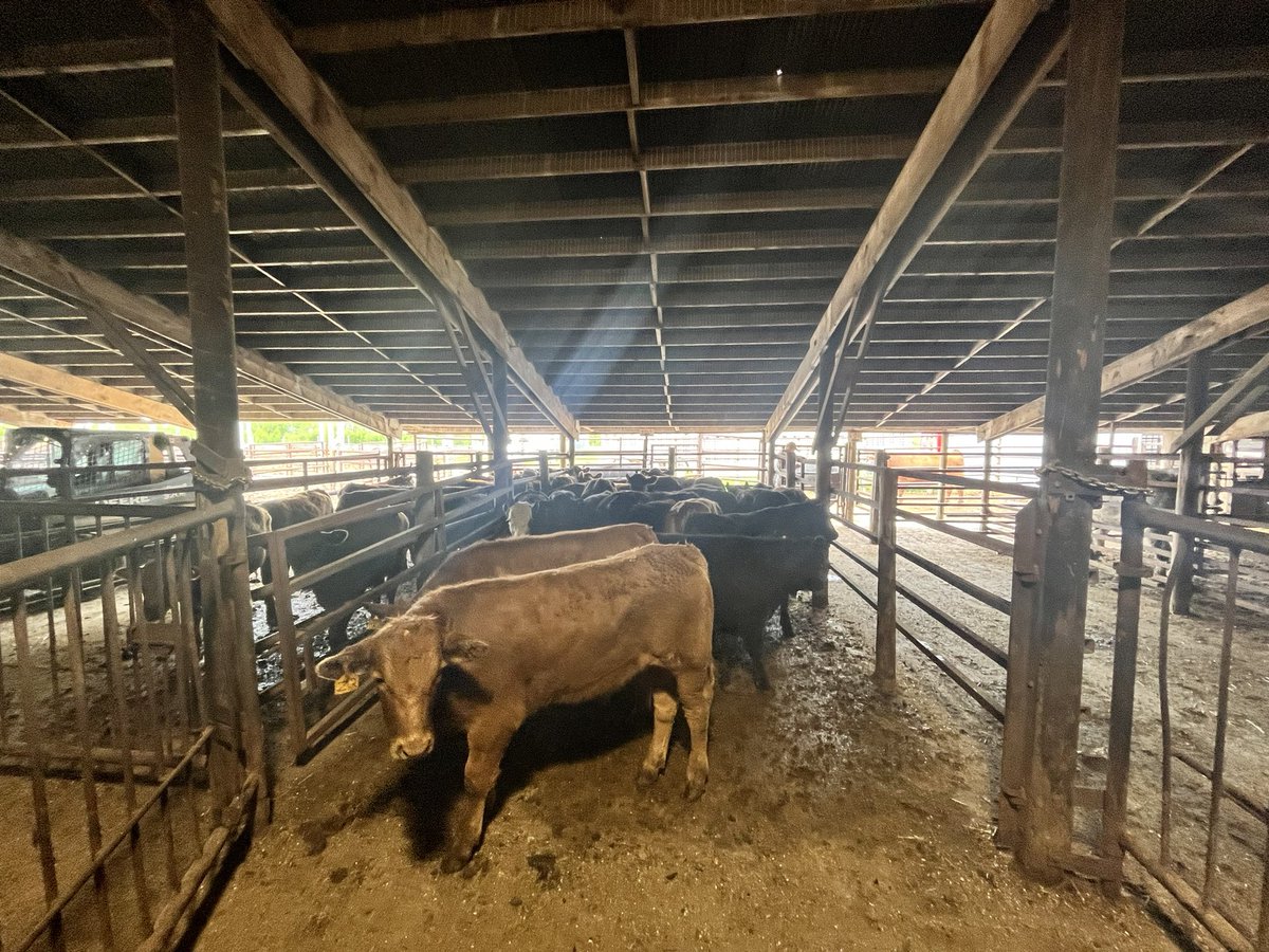 162 head 110 cows 15 bulls 37 feeders 

Sale starts at 9