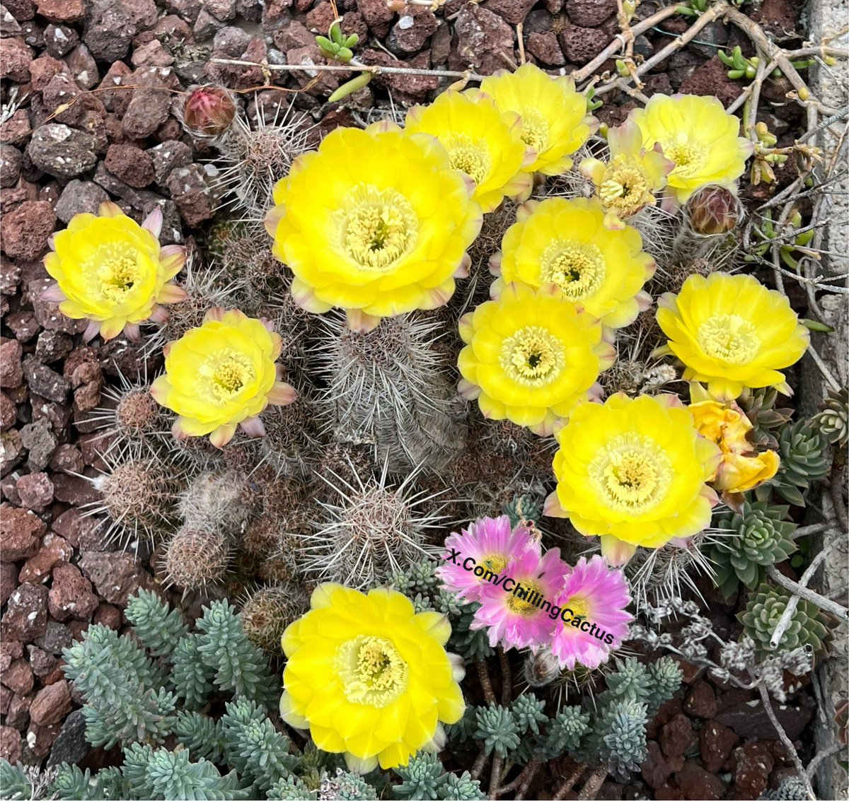 🌼🌼🌼
#Cactus 🌵 Lobivia 
#Succulents 🌱 Sedum 

Post your cactus in the comments 🙏