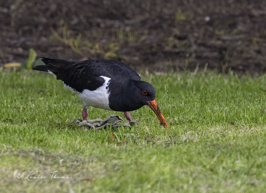 South Island pied oystercatcher / tōrea  (Haematopus finschi) tourists freedom camping at Pāuatahanui, just poopin' where ever - tried to approach them about it and they got quite threatening, before flying off screaming. Bird #51 in 2024. 

#nzbirds #BirdsSeenIn2024 #NewZealand