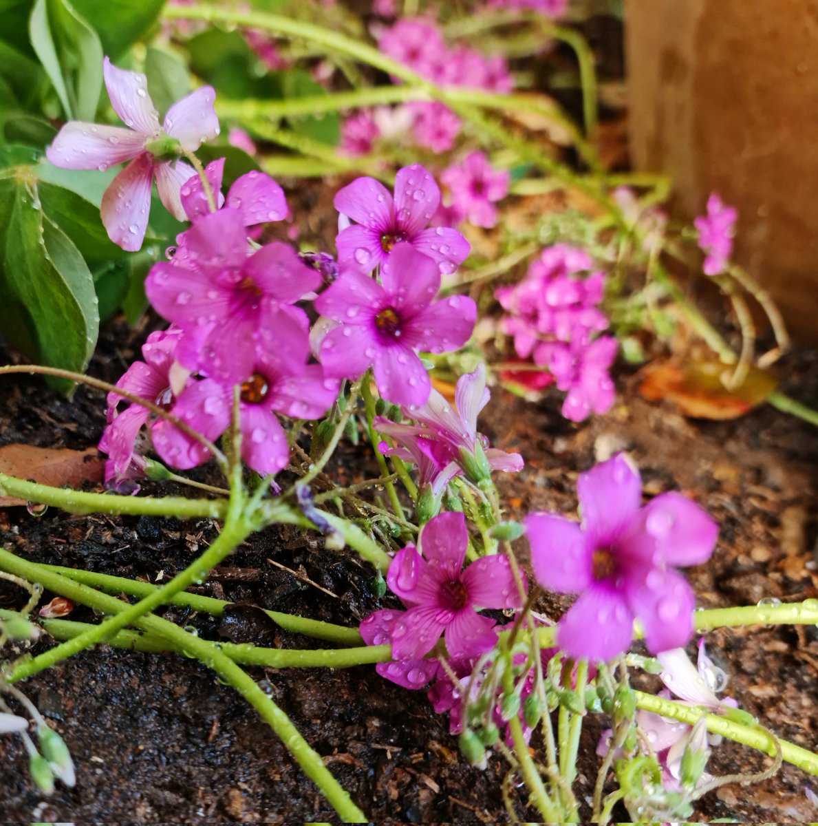 dragonflyautumn's tweet photo. Oxalis https://t.co/g2TMcvTpUC