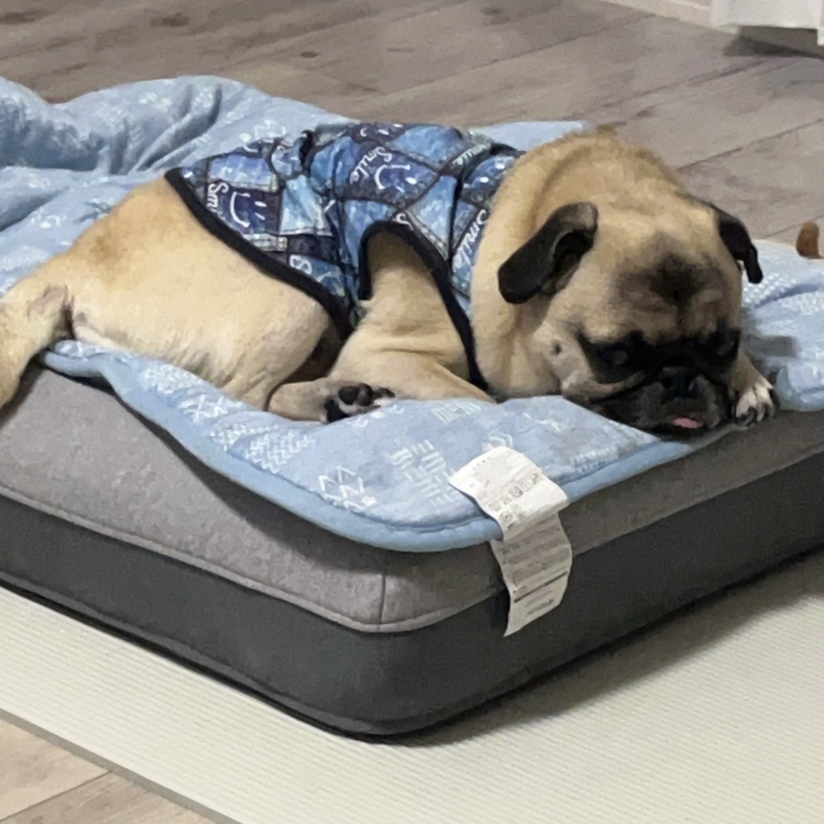 25__luck's tweet photo. 体調イマイチでも飼い主がキッチンに立つのは見逃さない

#慢性腸症
#パグ
#pug https://t.co/zyYQvPUWne