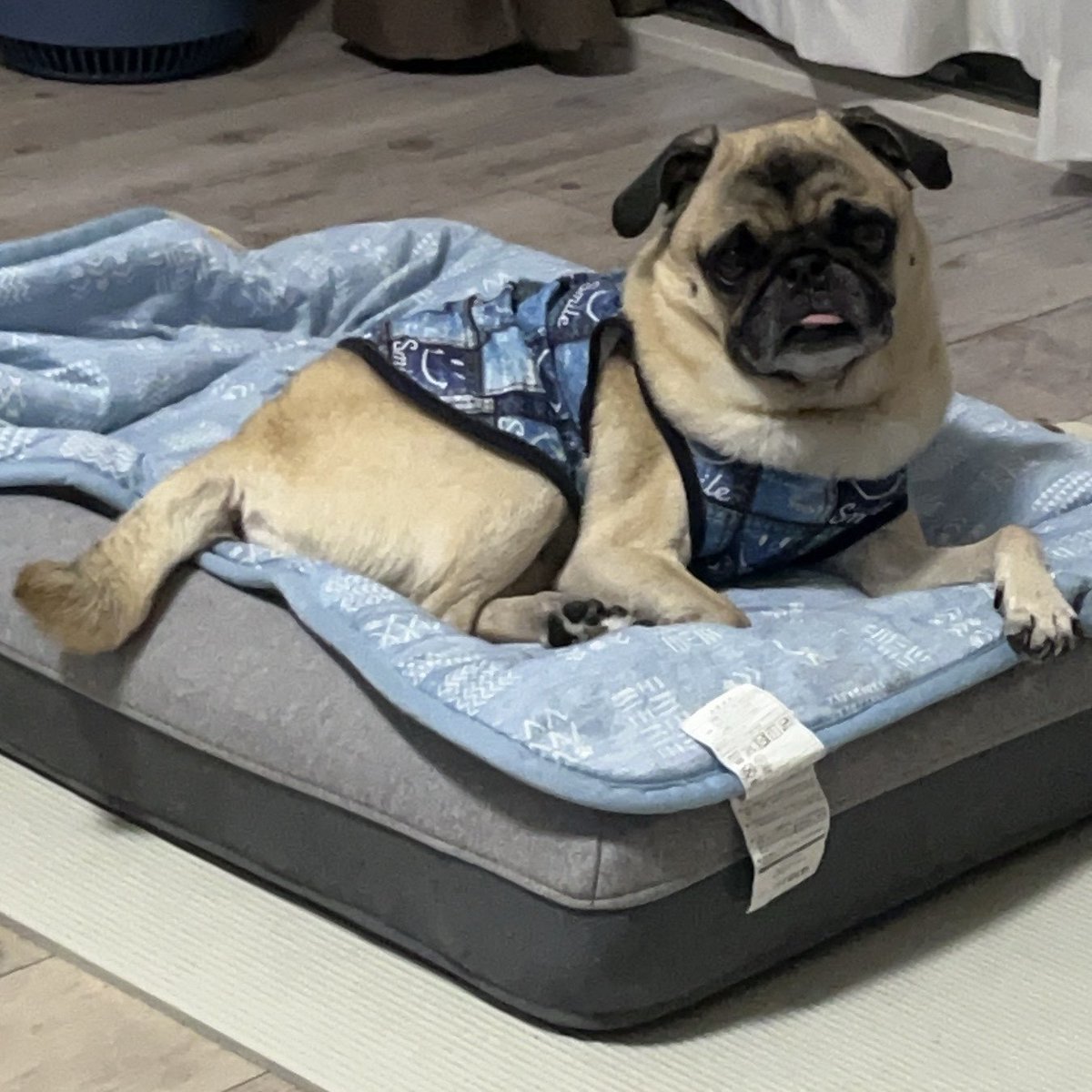 25__luck's tweet photo. 体調イマイチでも飼い主がキッチンに立つのは見逃さない

#慢性腸症
#パグ
#pug https://t.co/zyYQvPUWne