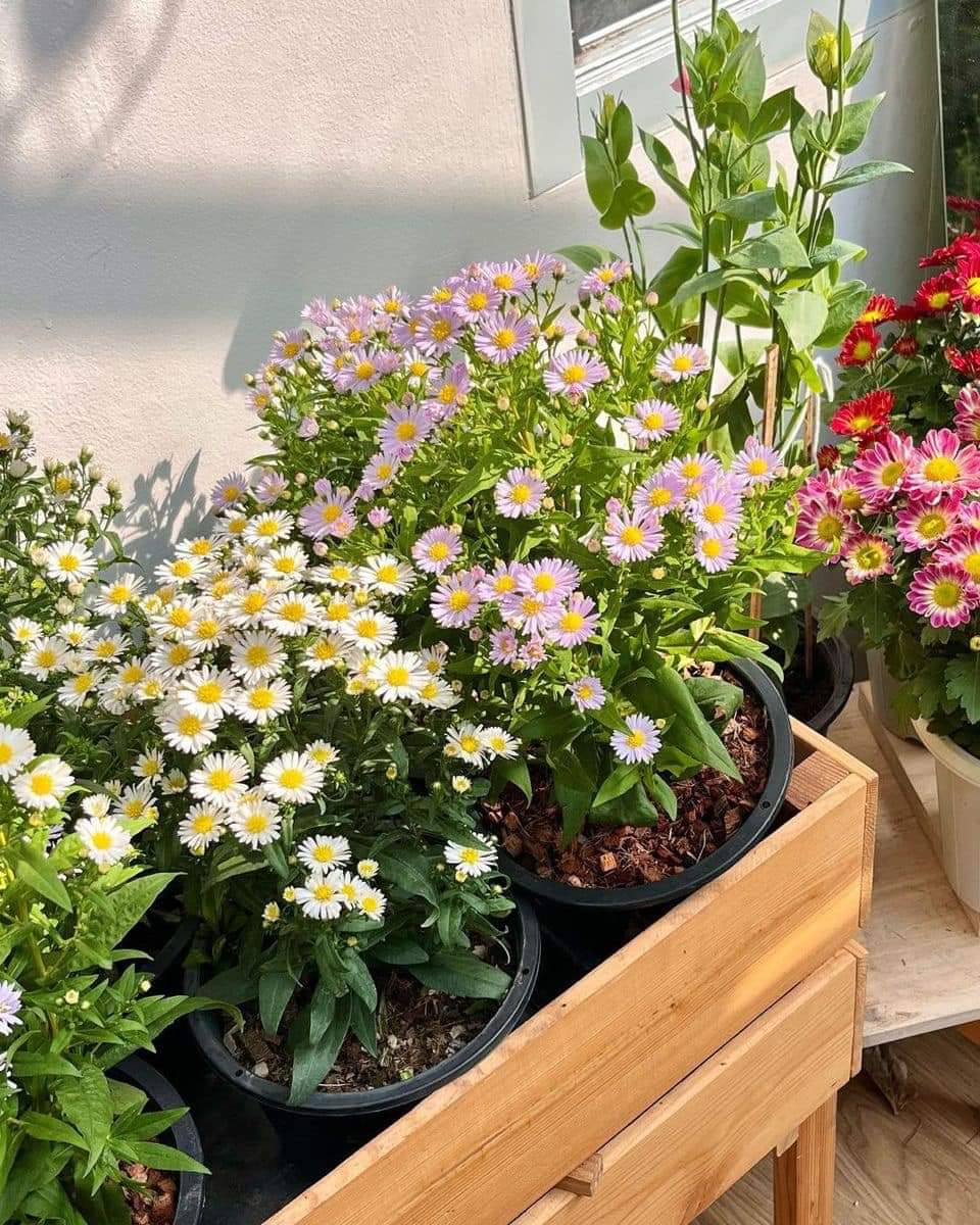 จงใช้ชีวิตให้เหมือนดอกไม้ ไม่ว่าจะอยู่ที่ไหนและถึงจะลำบากแค่ไหนดอกไม้ก็ยังเติบโตและสวยงามอยู่เสมอ.💐🪻🌻