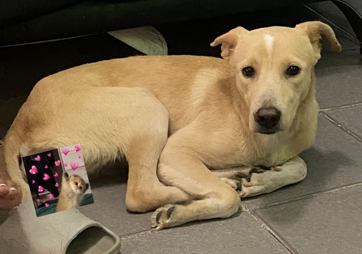 Danna vive en Catia en una casa donde alquilan anexos, los dueños que la tienen la golpean y casi no le dan comida, la muchacha que la defiende y le da alimento se va para Argentina, se da en adopción. Es mediana, educada y cariñosa. La va a pasar mal sin su madrina. Urgente.