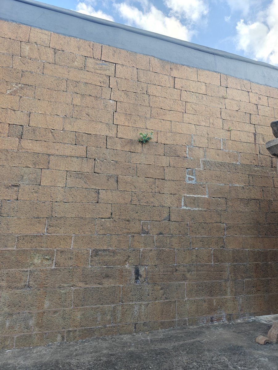 This peepul sapling (arasa maram in Tamil,  Bodhi in Sanskrit), on this sheer wall of stone in a local temple, has found a literal micro-niche to thrive.

That reminded me of bootstrapping a business  - you find a micro-niche to survive and take root and then figure out how to