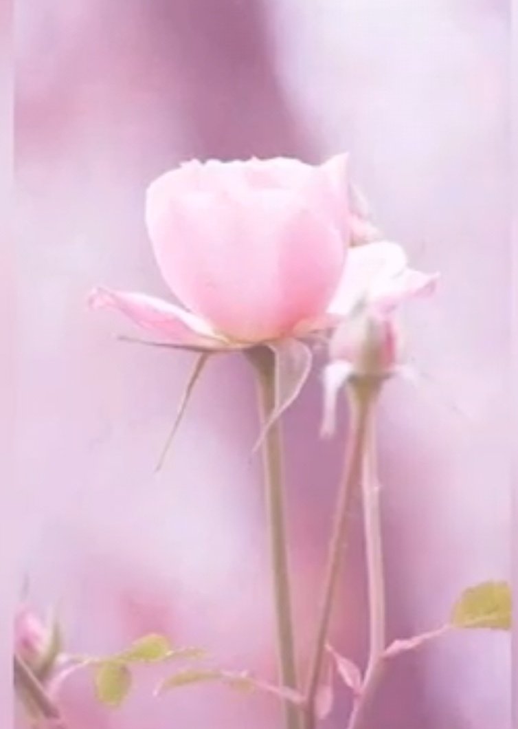 bdalzyz18864450's tweet photo. @TolasariaA2111 شكرأ جزيلا https://t.co/dTtxLOXAdM
