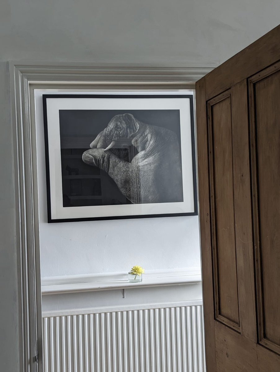 Good morning 
ONYX  found a new Home 🌻❤️