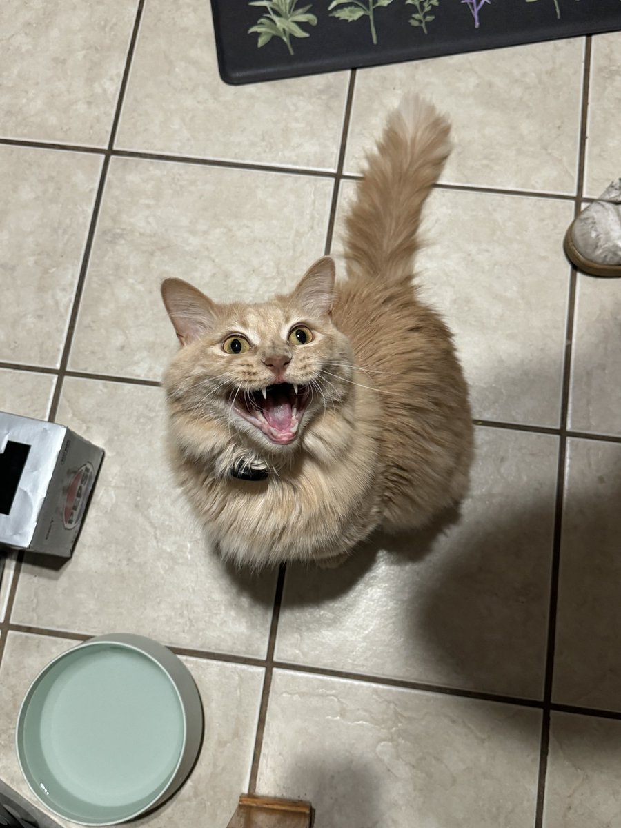chonkandbeans's tweet photo. i someday wish to feel the joy that my cat feels when he gets a wet treat https://t.co/6U4XQemM3B