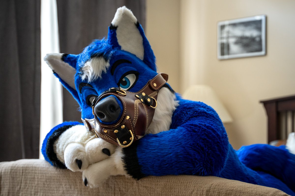 Bloudog Hardwear tweet media