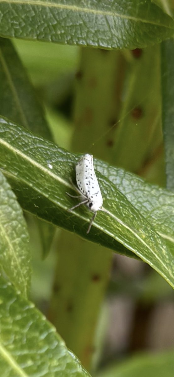 SallyB146's tweet photo. @SteveOrmerod Amazing - thanks! I’m just starting to try and get my head round the moths in my garden  - I think I’ve spotted Bird-cherry Ermine, Dingy Shell and Garden Carpet too in the last couple of weeks. They’re fascinating! https://t.co/W61kQBQv5W
