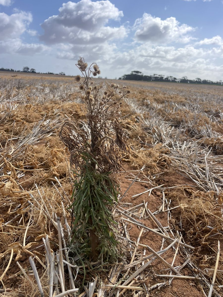 Matt Witney tweet media