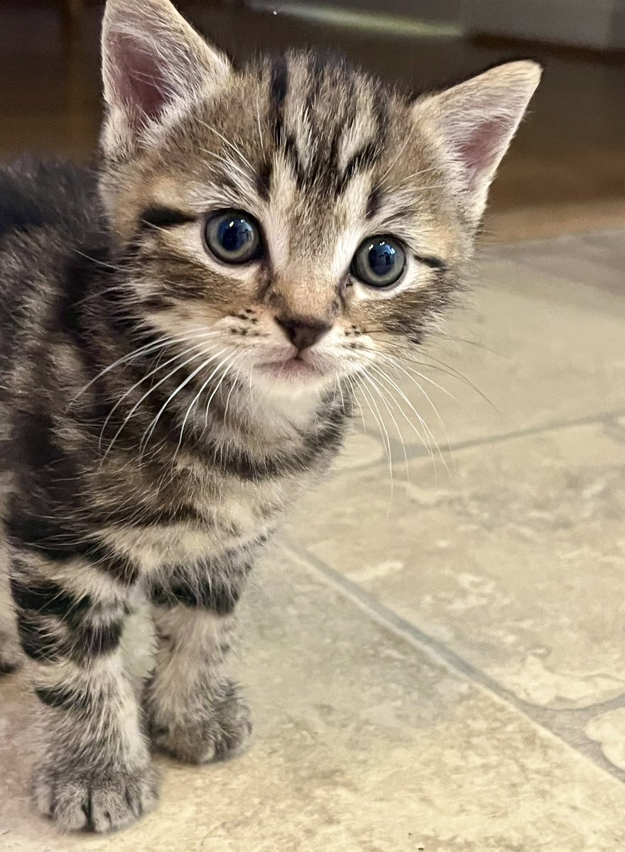Friends! Over the last week or so, we have had a big drama unfolding in our house. We couldn’t tell you about it at first, but now we can… so we are going to fill you in and bring you up to date. 
It all started with this little fella, whom we have named Percy. Mum was sitting