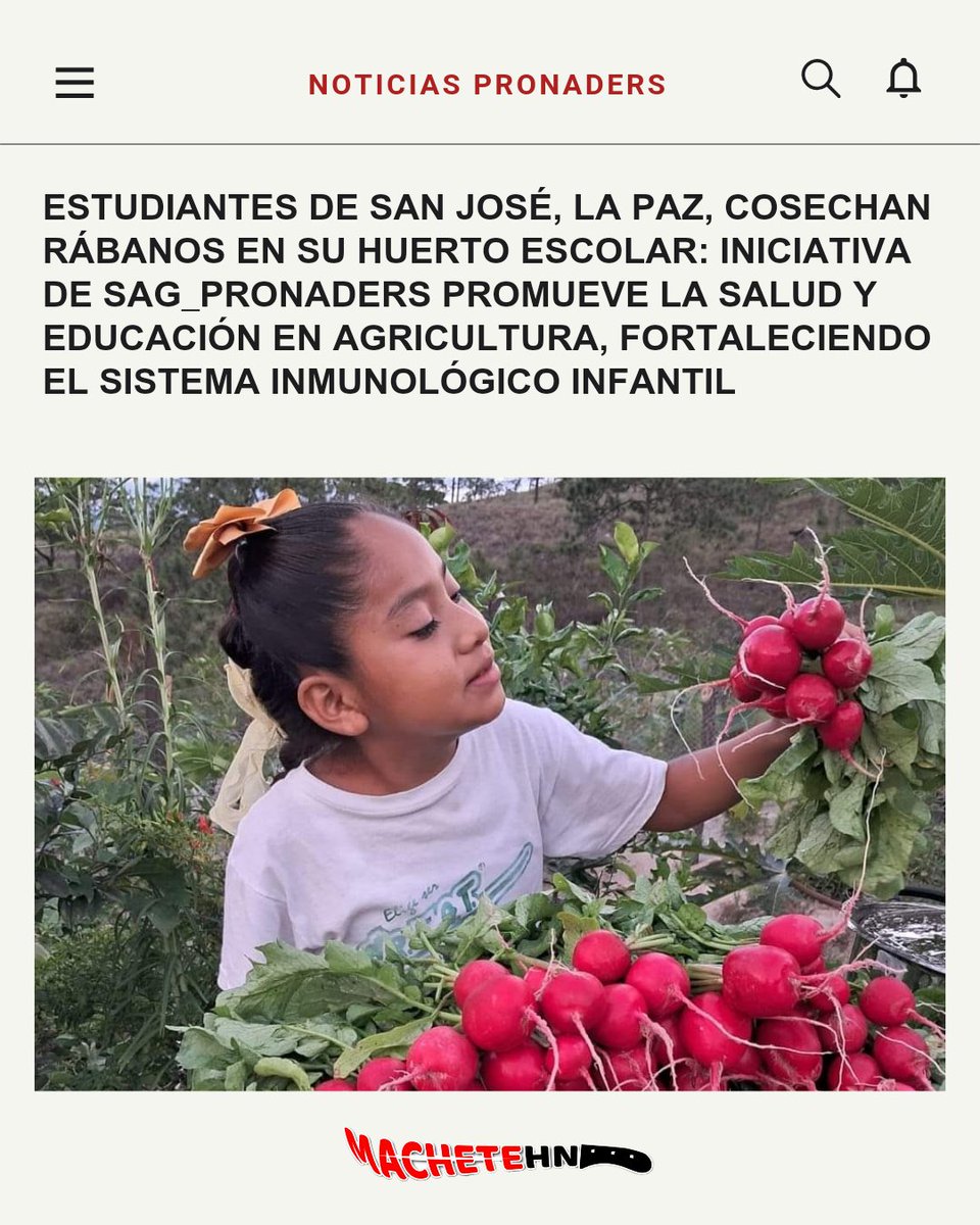 machetehn2009's tweet image. 🏫🌱En el Centro Básico de San José, La Paz, los estudiantes están cosechando rábanos ricos en vitamina C en su #HuertoEscolar, instalado por #SAG_PRONADERS. 

#MeriendaEscolar
#GobiernoDeRefundación
@pronaders_hn 
#Perletti