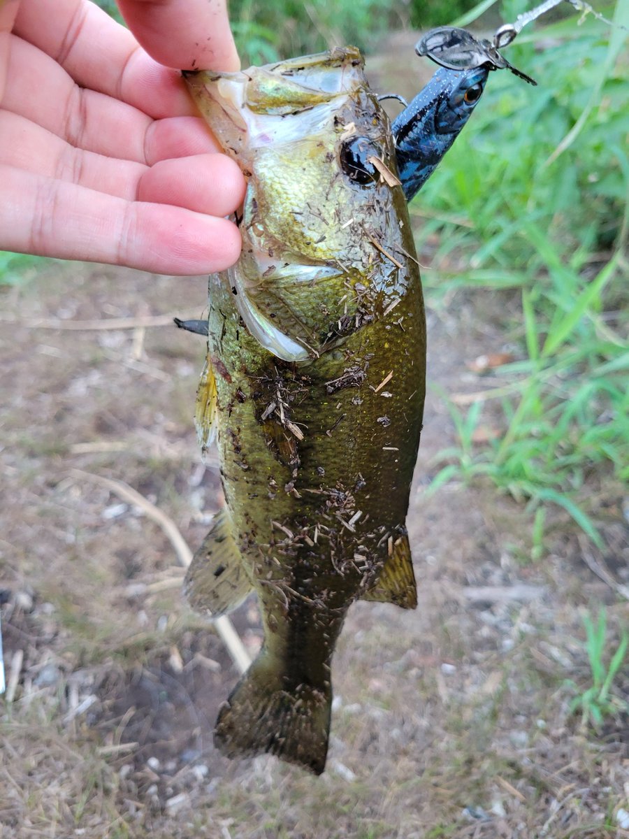 やべーもう8月終わるじゃん笑

短時間しかできないけど、釣れればありがたい！