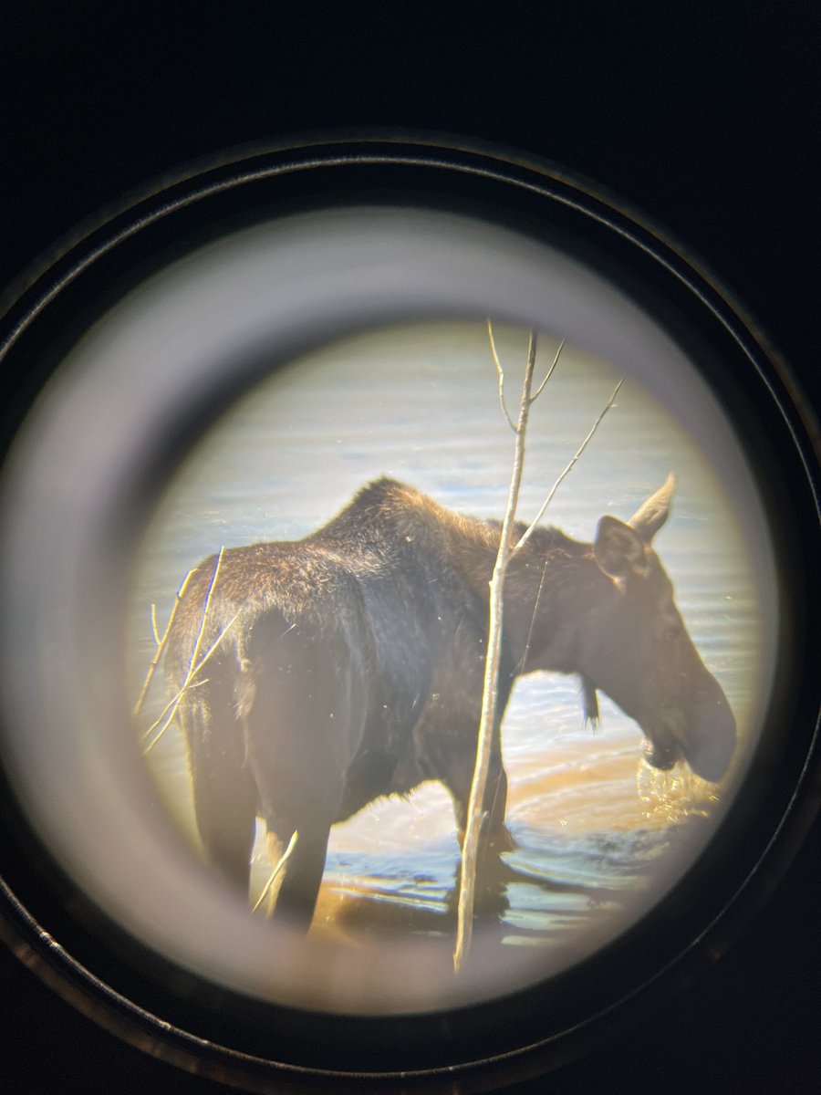 BScotty_39's tweet photo. You think a 6-day tour of Yellowstone is fast? Try a 1-day whirlwind tour of Grand Teton #grandtetonnationalpark #sunrise #sunset #moose #mountains #tetonrange #barn #mormonrow #lake #wildfire https://t.co/LjjzudgWxM