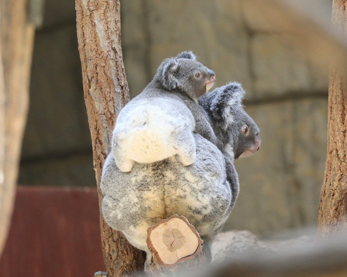 higashiyama5555's tweet photo. 白くてふわふわのお尻が可愛い もなか🐨

りんともなか親子🐨🐨
#東山動植物園　#コアラ https://t.co/F2osuTRhFc
