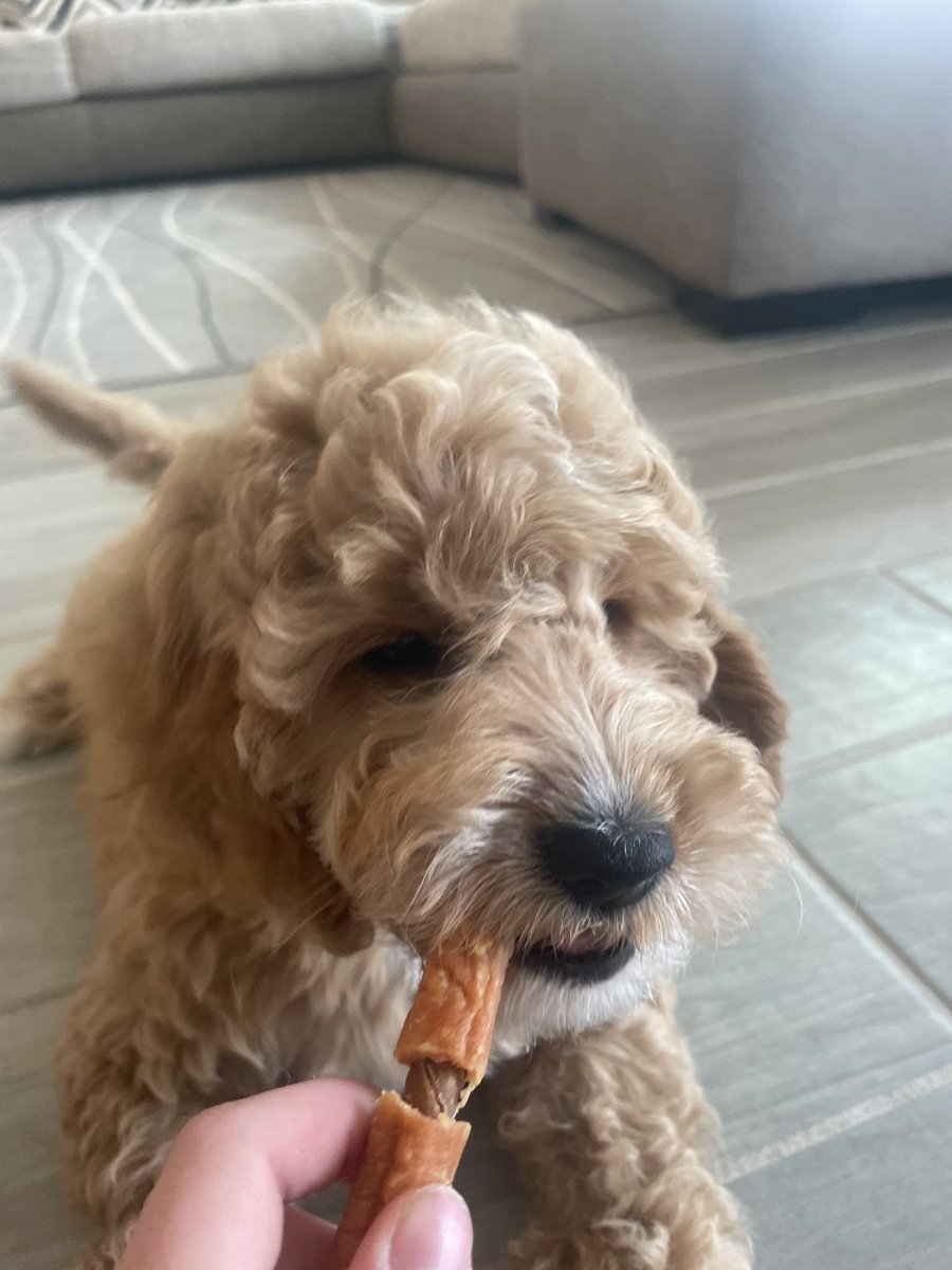 luckydoodle24's tweet photo. @_XDogs How about giving this dog one 🥰 https://t.co/qtMeMWATzk