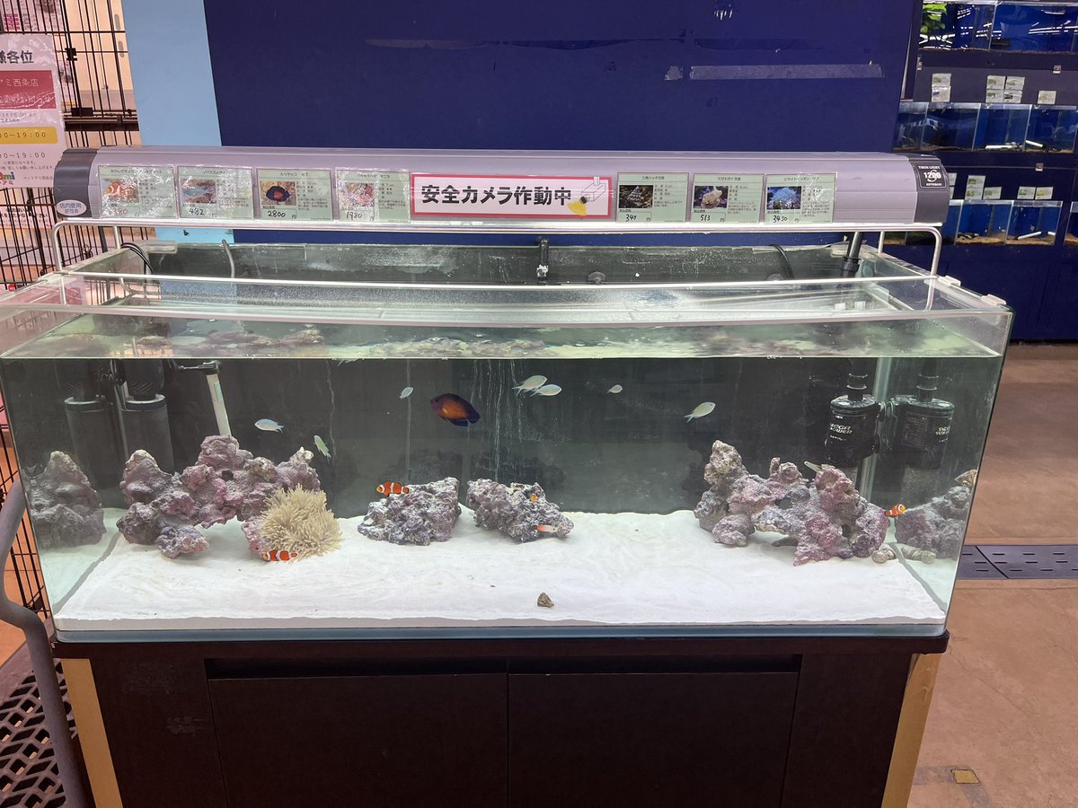 Rexs_rabbit's tweet photo. 海水魚取り扱いのお店がゼロになって1年
近くのホームセンターコメリが海水始めてた😁
立ち上げて2週間で凄まじい数の魚入れてる😵‍💫
ルリとハタタテは砂に体擦り付けてるけど元気そう♪
ハタタテ仲が悪そうだけど2匹救出して来た笑笑シッポがボロボロや https://t.co/GKmhilip5M