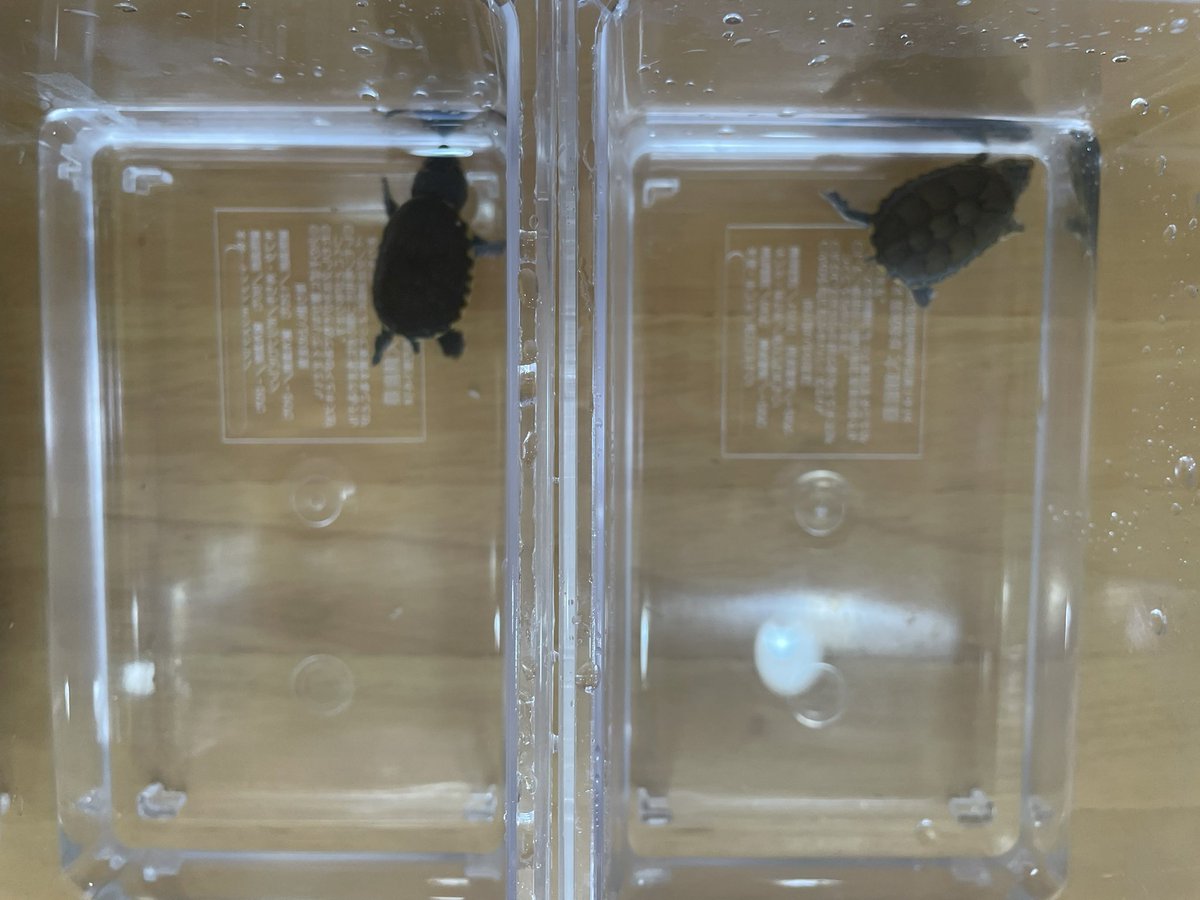 今年も半年かけてハッチが始まりました…が、水中産卵で食べられてしまい…4個のみ。
#ハラガケガメ