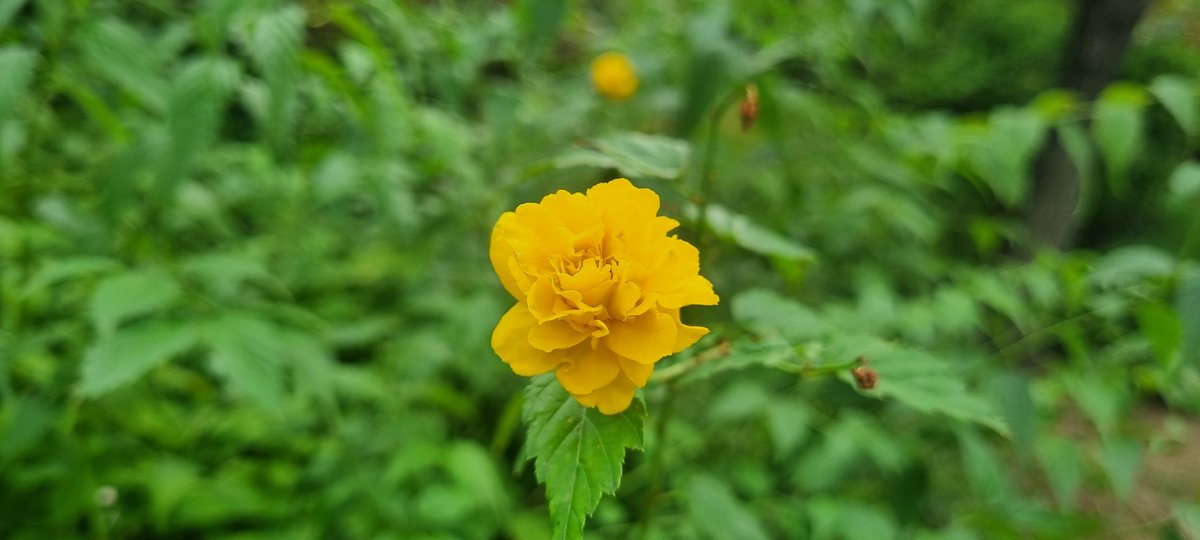 Spring day come again？