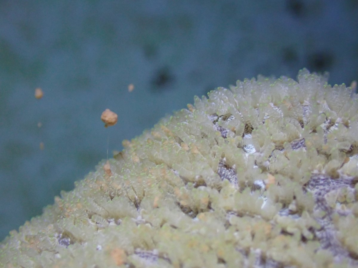 NSUmarinelarval's tweet image. We had our best P. clivosa coral spawning today with 11 colonies spawning within the same two hour window! Likely producing well over 500K larvae if all goes well in the next day or two!