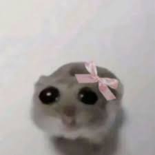 #studylog | #studytwt | 26 e 27/08/2024
Não tive tempo pra postar antes.
Terminei mais uma das matérias da faculdade, mas o prazo de entrega pra última é em 4 dias. No curso eu ainda estou sofrendo com cabeamento e aprendi o que é o Patch Panel
Meu livro do CNA também chegou hoje