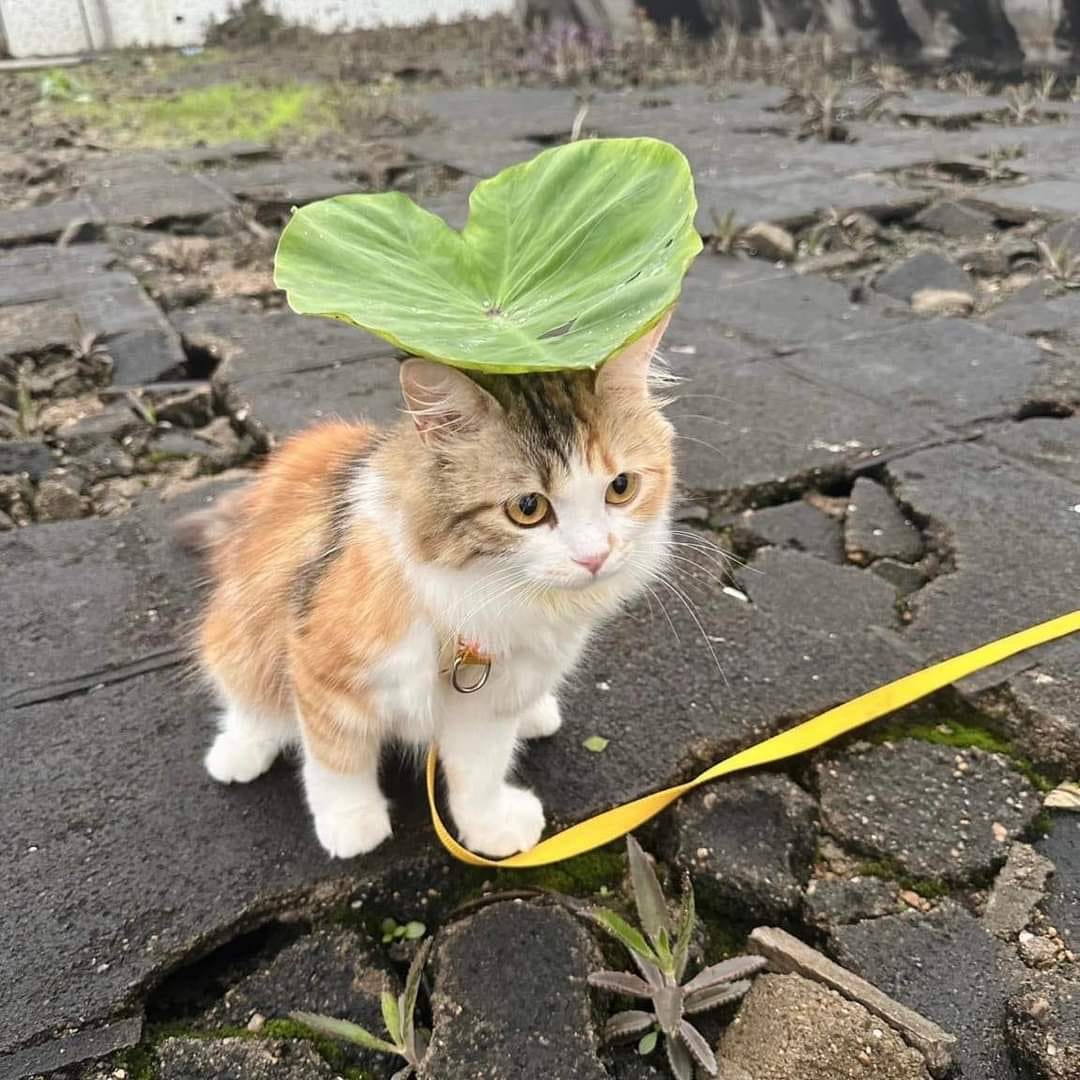 猫が花を咲かせた