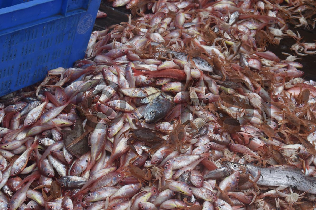 FisherySurveyOI's tweet photo. (1/4) #FSI, #Visakhapatnam BO: The fishery survey vessel MFV #MatsyaDarshini of Visakhapatnam Base of Fishery Survey of India is deployed for demersal fishery resources survey in the Andhra Pradesh waters during the month of August 2024.. https://t.co/wkMUt1llvz