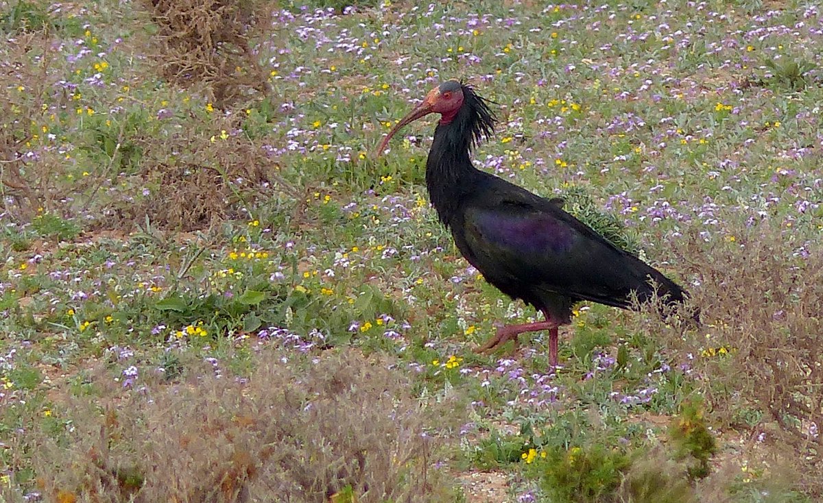 AlanDaviesbirds's tweet photo. Have a wonderful Wednesday! Take a moment to watch birds, birds make us smile, so good for us! Be kind today, make someone’s day a little better. Northern Bald Ibis #Morocco #WednesdayMotivation #birdwatching #birding #birds https://t.co/zWvx494Yt0