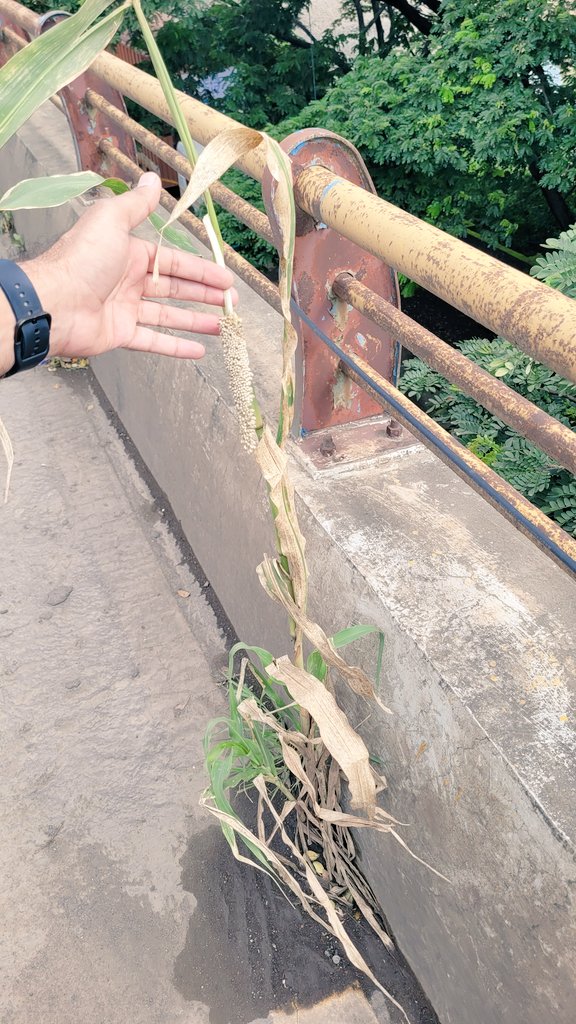 SHAHABAJMULLA9's tweet photo. आयुक्त पिंपरी चिंचवड...
 Spine road Jaguar पुल मोशी प्राधिकरण.
बाजरीला कणीस आले आहे. आता तरी काढा.
(खराब होईल बाजरी ) https://t.co/O2JW9pLH5j