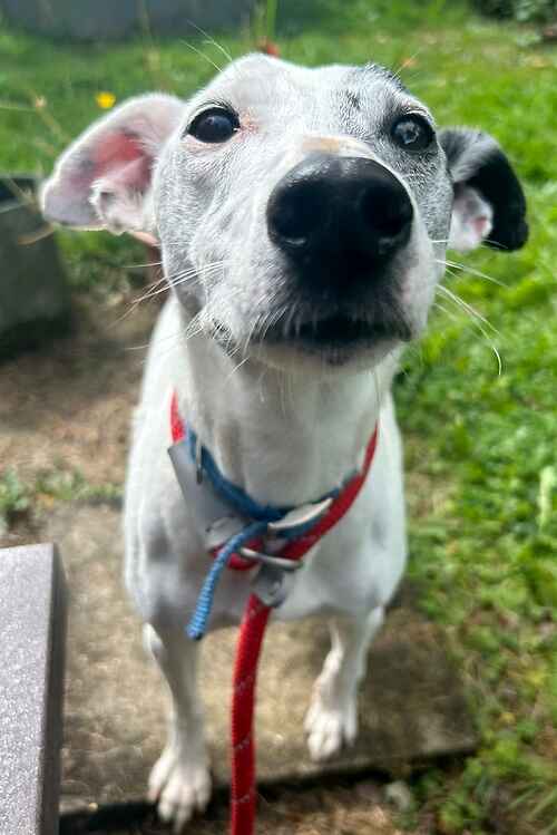 Animal Adoptions UK 🐕‍🦺🐈🐎❤️ tweet media