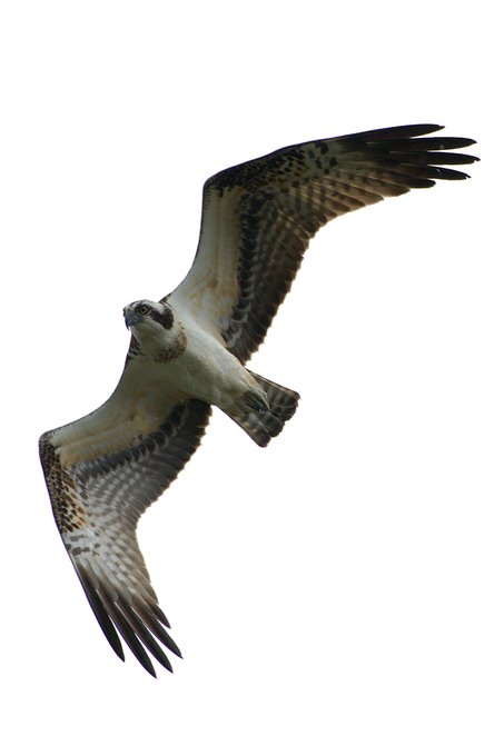 ミサゴが帰ってきた感 