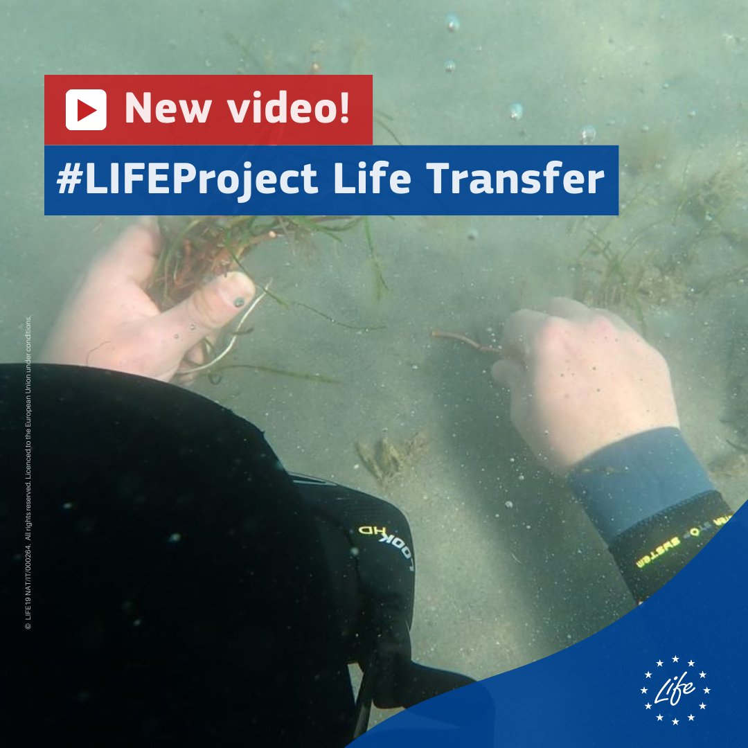 LIFEProgramme's tweet photo. LIFE fights #seagrass regression🌱
#LIFEProject #LifeTransfer is working to restore seagrass in #Italy's Caleri and Barbamarco lagoons🌊 This effort is part of a broader mission to revive crucial habitats in Italy, Greece & Spain.
📹 https://t.co/04VwjPHqfQ
#Natura2000 https://t.co/30VwrVE8q7
