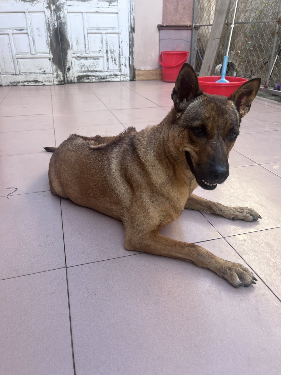 @vnanimalaid tweet media