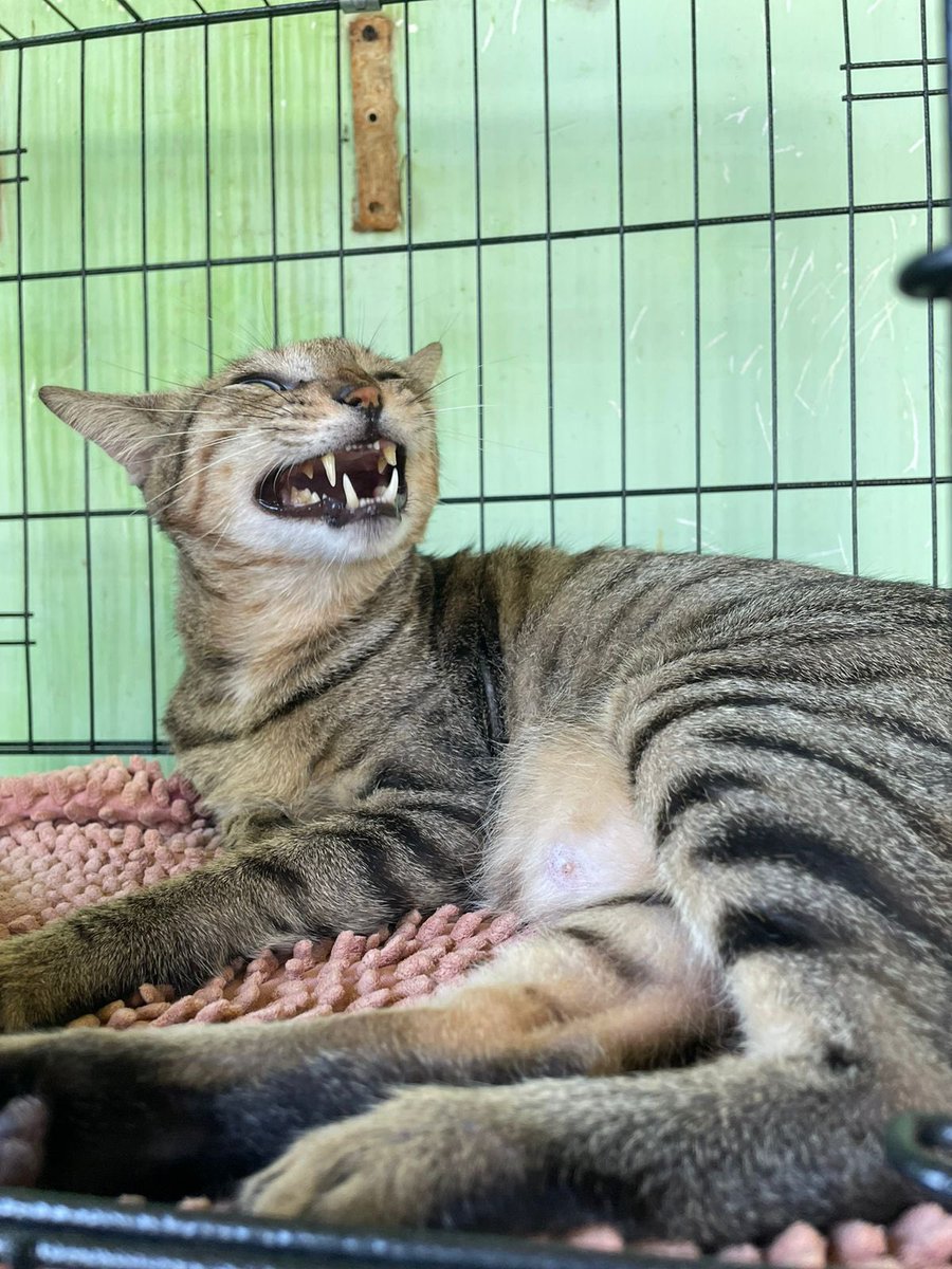 @vnanimalaid tweet media