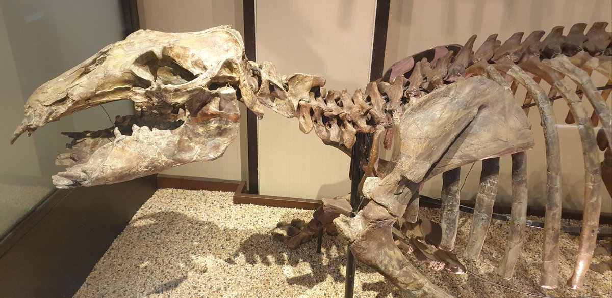 Japan is important for the fascinating, wholly extinct marine mammals ...