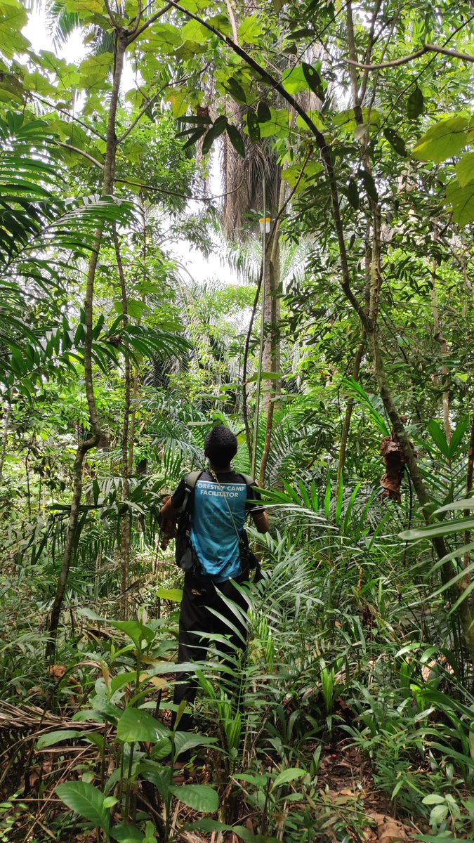 mistaaimanvevo's tweet photo. Another day of data sampling with my kiddos in the rewilded oil palm plantation (secondary forest) βπ½ #Entomology #entoXoilpalm #EnvironmentalDataSampling https://t.co/veM0y6xbXm