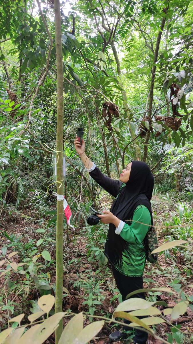 mistaaimanvevo's tweet photo. Another day of data sampling with my kiddos in the rewilded oil palm plantation (secondary forest) βπ½ #Entomology #entoXoilpalm #EnvironmentalDataSampling https://t.co/veM0y6xbXm