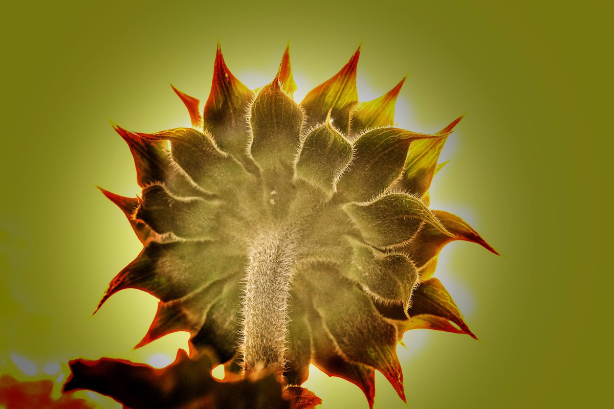WLH1972's tweet image. A #sunflower picking up early morning #sunrays 

#FlowersOnX #flowersoftwitter #farming #rural
