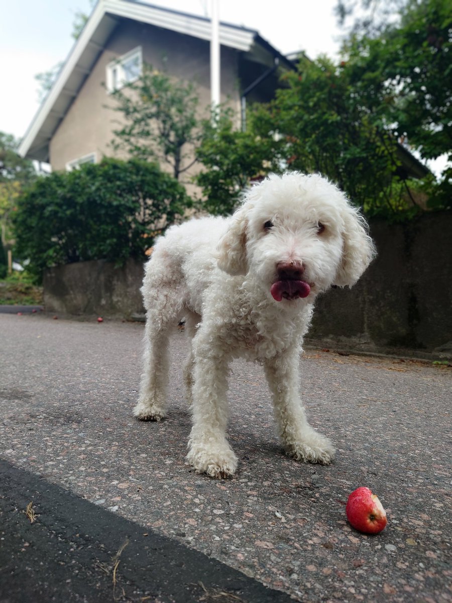 HyvaTytto's tweet photo. Minäkö muka omenavarkaissa? Ehei, enhän minä! Löytäjä saa pitää - tai ainakin maistaa! 😋🍎

#koira #hyvätyttö #Helsinki https://t.co/Kl1V5N00Gi