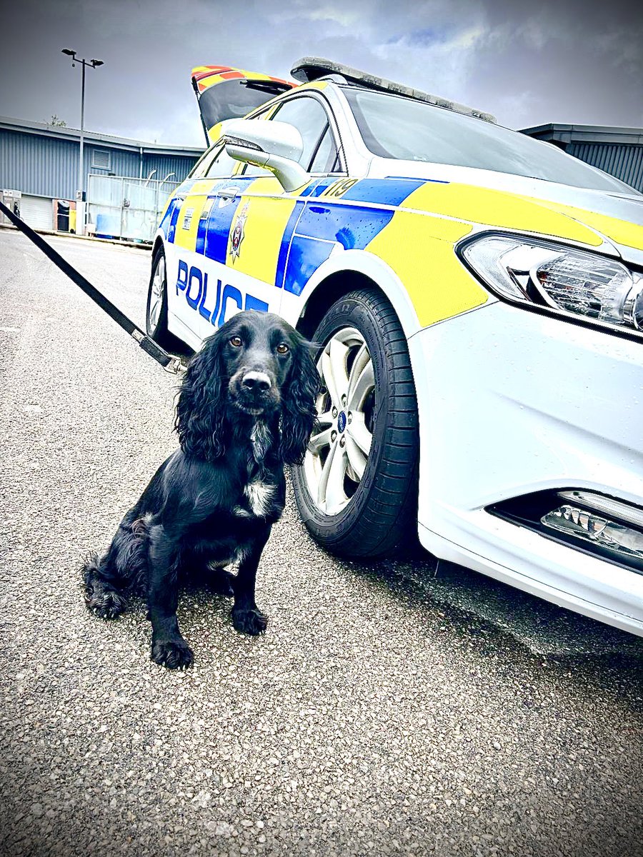 Wilts Police Dogs tweet media