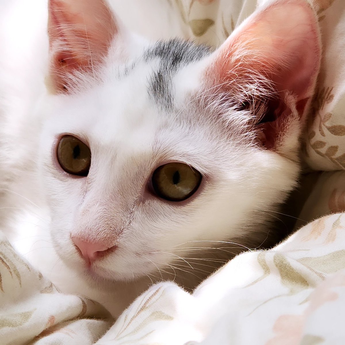 #아기고양이와복 #입양홍보

3개월 남아 와복이

입양문의👉 카카오톡아이디 104965

#고양이 #고양이입양 #아기고양이입양 #와복 #하얀고양이 #고양이임시보호 #하미야네임보묘