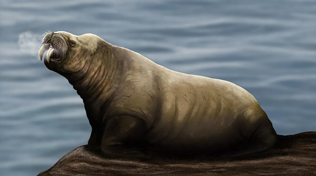 git_laboratory's tweet image. Extinct walrus-like species identified from old mandibles dlvr.it/TCT4vR