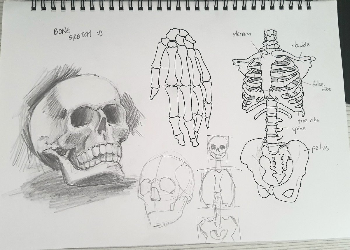 DrawsJmez's tweet photo. Bone sketch https://t.co/wj90Z8vjJ4