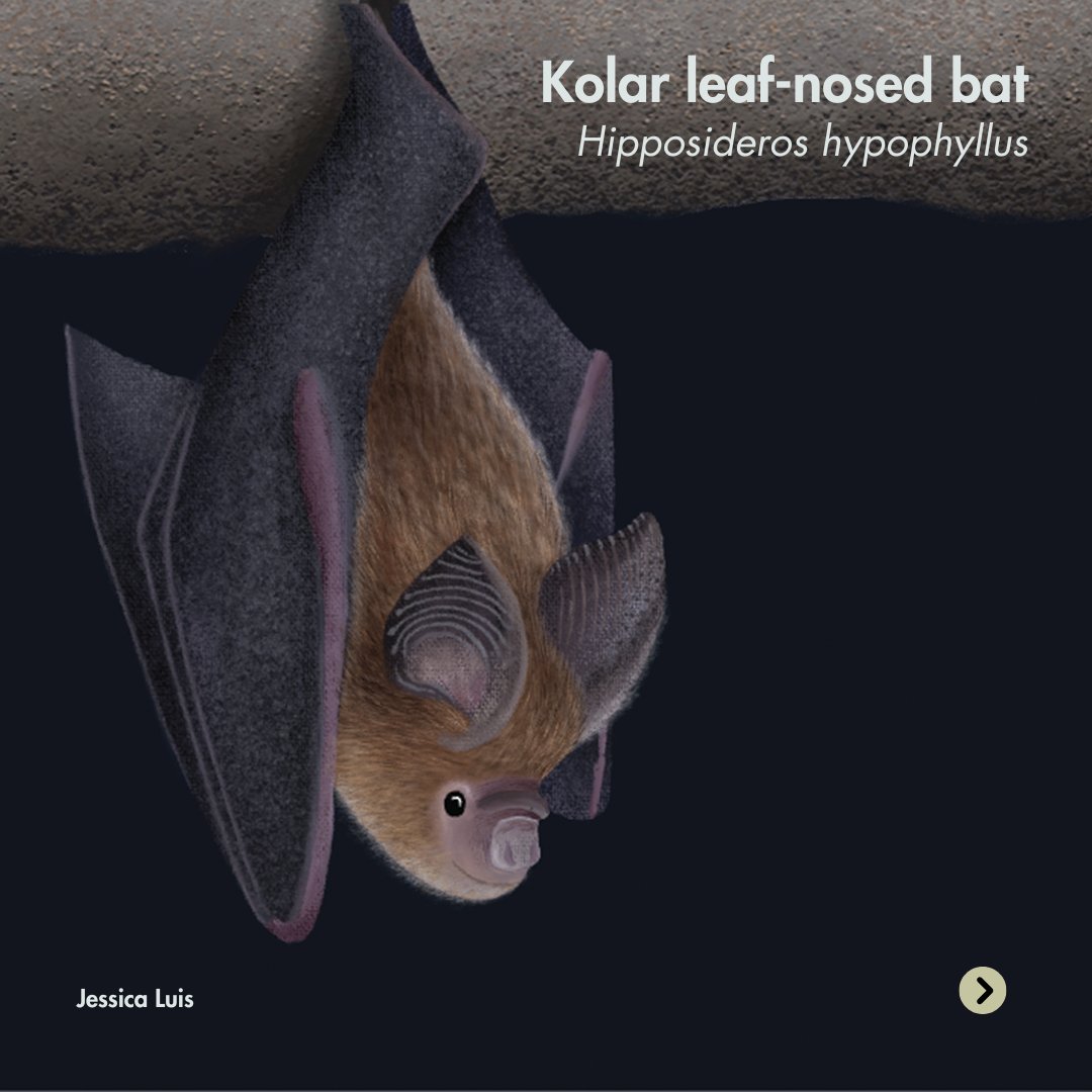 WCSIndia's tweet photo. Did you know that the Kolar-leaf nosed bat is found in just one single cave?

This week on #WildWednesday, we bring you - the Kolar leaf-nosed bat! Found only in one cave in Hanumanahalli, this species is endemic to the Kolar district in Karnataka. 

(1/3) https://t.co/ub0eyvelKd
