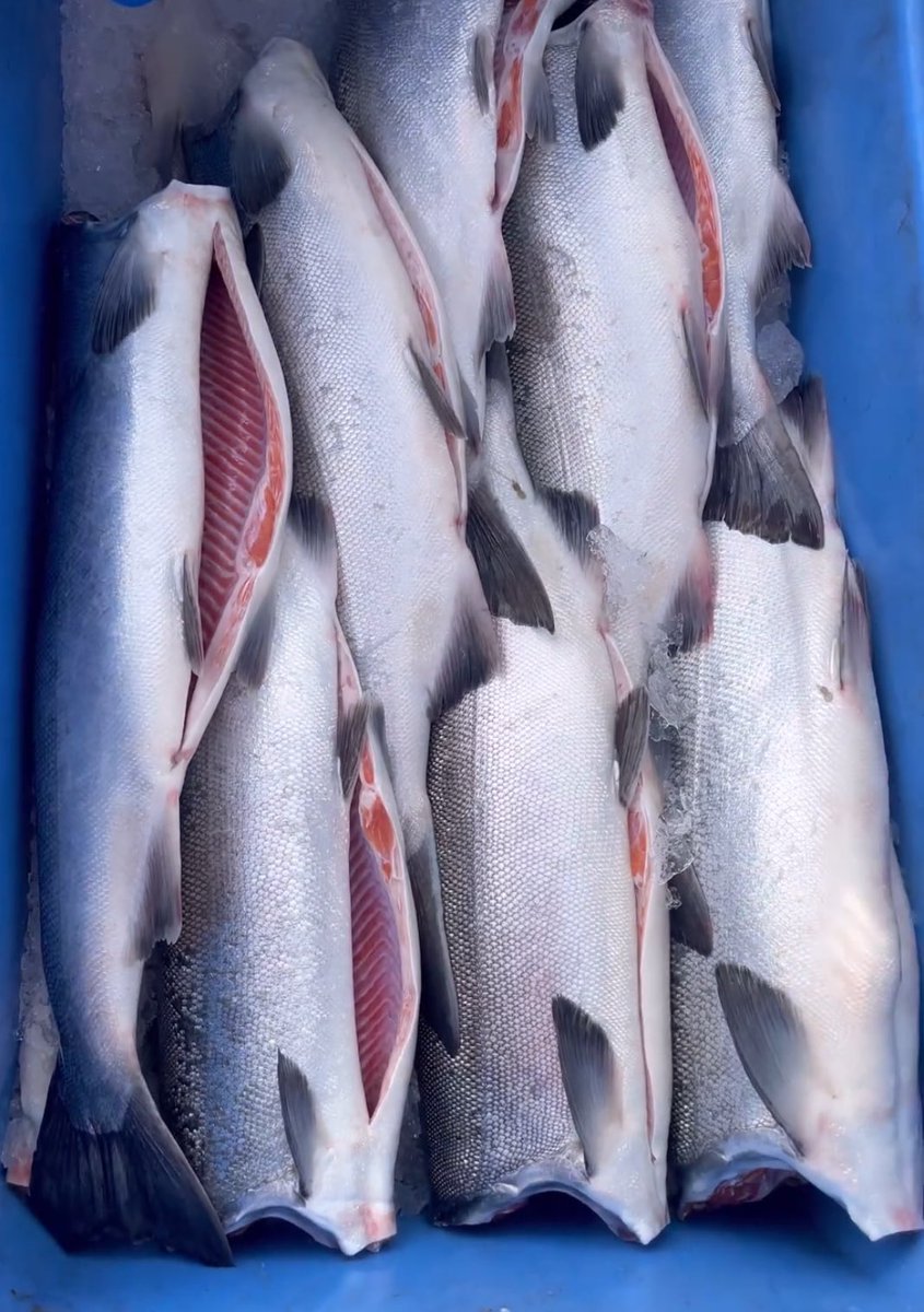 Sea Stephanie Fish tweet media