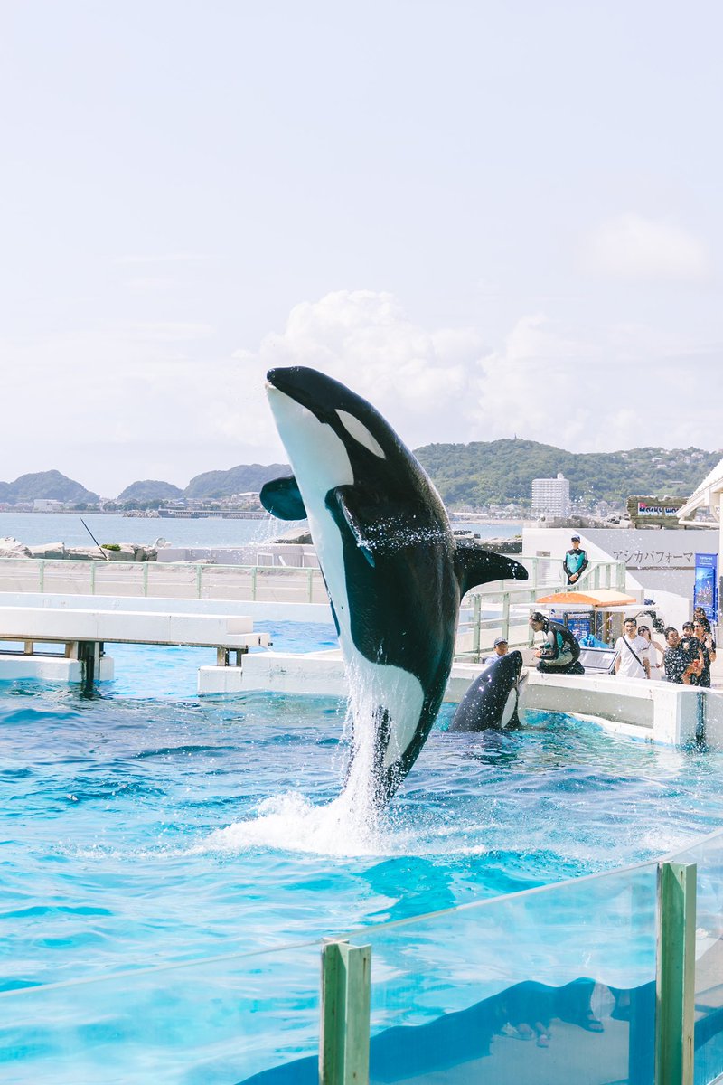 13T18M's tweet photo. 20年振りに家族揃って鴨シーへ
相変わらずシャチは可愛くてかっこよくて、全員が虜😭💓
ティコ持って行ったら、近づいてきてくれて胸熱でした🥹❣️
#鴨川シーワールド #鴨シーぐっときた #みんなの鴨シーアルバム #シャチ https://t.co/Xw7cYZmnai