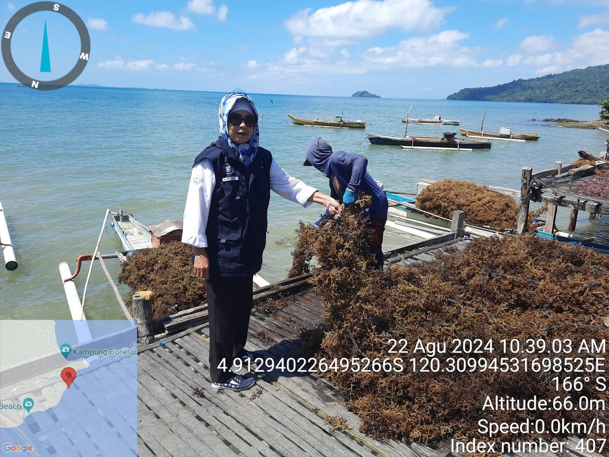 nurhadati's tweet photo. Kamis,22-8-2024,Nurhadati,sp,luhkan kab.bone,di pokdakan  kuda laut,Desabulu-bulu,mendampingi Panen ,rumput laut cottonii,sitim bentangan, sebanyak 700 kg, bobot panen 40 hari , harga bibit rp.5000/kg, sedangkan kering rp.13.000/kg
#GiatLuhkanSatminkalmaros  #Bone #Pane https://t.co/S8ggnoCc7Q