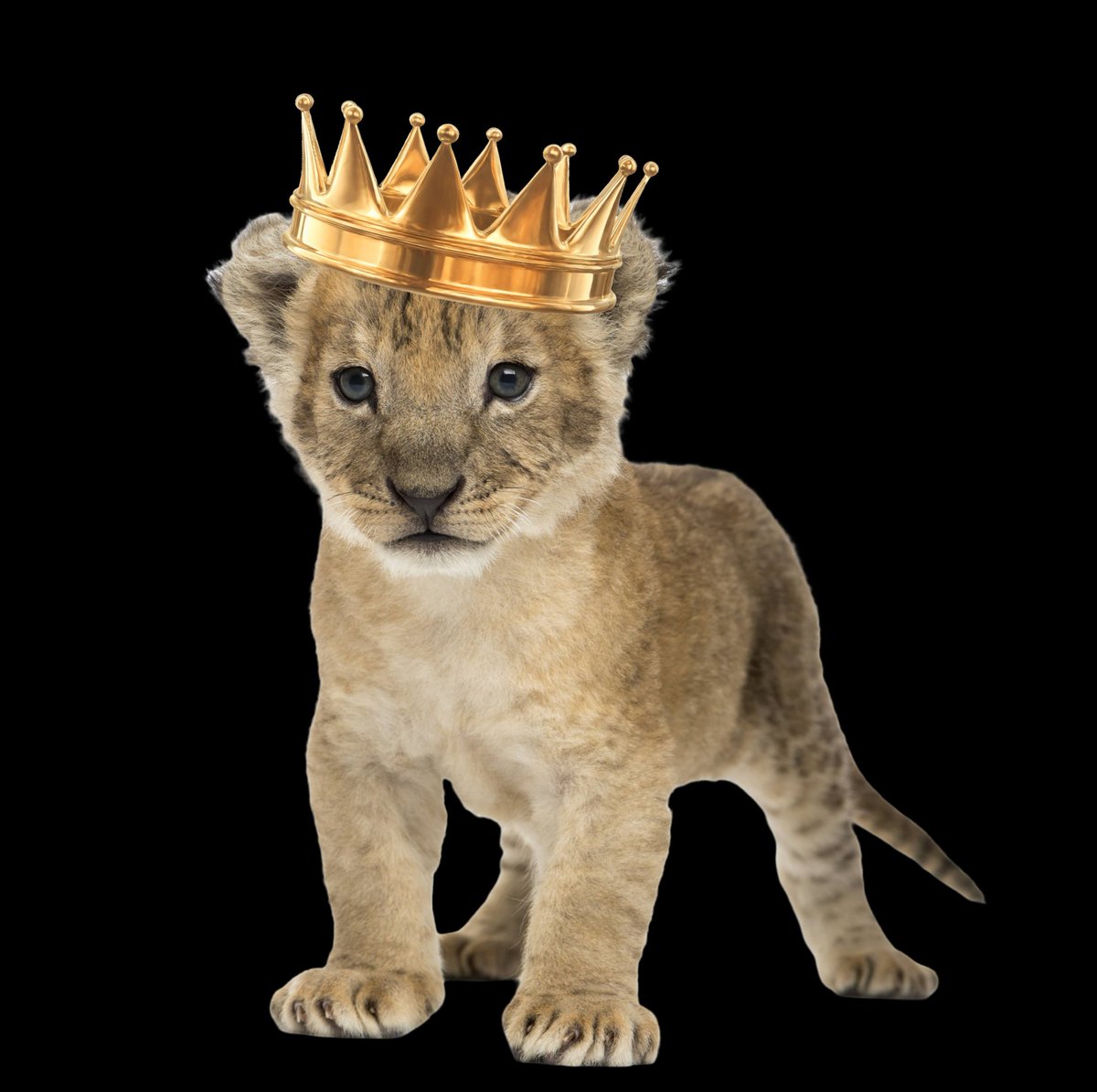 Day 1 of showing how versatile and inevitable $KING is as the ruler of memes

✅️ Cute mascot
✅️ Customize any PFP/person 👑
✅️ Used daily in all languages
✅️ Already known by normies
✅️ Easy to meme
✅️ Motivational and Uplifting
✅️ Multi cultural references